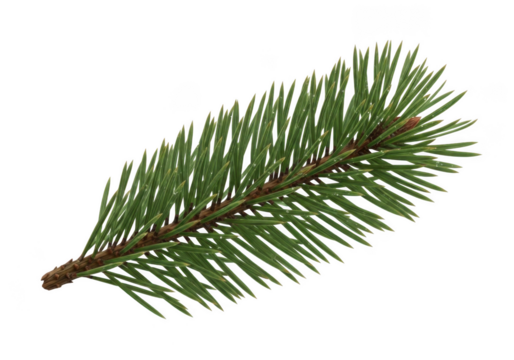 A single spruce branch with green needles and brown stem isolated on transparent background - Powered by Adobe