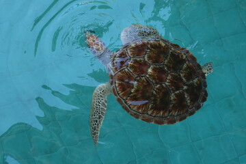 A top-down view of a sea turtle swimming in vibrant, clear blue water, showing the intricate patterns and texture of its shell and flippers. © Leiter1940s
