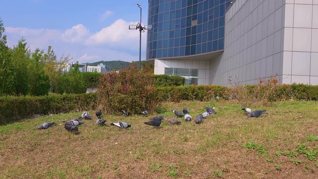 Urban pigeons foraging on walkway