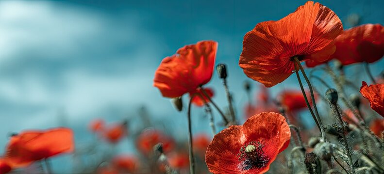 Close up of vibrant red poppy flowers against a bright blue sky background - Powered by Adobe