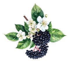 Watercolor Elderberry Branch with White Flowers and Dark Berries vector illutrastion transparent background