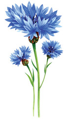 Watercolor painting of blue cornflowers with green stems and buds vector illutrastion transparent background