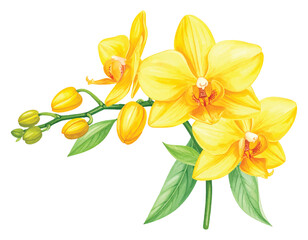 Watercolor Yellow Orchid Flowers and Buds on Stem with Green Leaves vector illutrastion transparent background