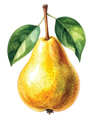 Watercolor Yellow Pear with Green Leaves on vector illutrastion transparent background White Background fruit