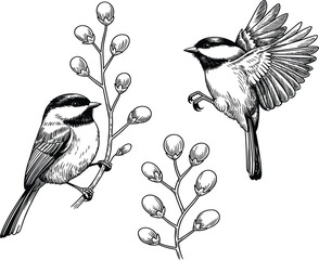 Detailed Black and White Line Art vector of Chickadees Perched and Flying Near Budding Branches © Majnur