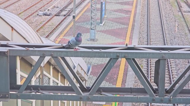 Urban pigeons foraging on walkway