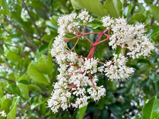 A close-up shot of small white flower clusters of Viburnum odoratissimum, commonly known as sweet viburnum, blooming against a background of glossy green leaves in a garden setting outdoors.