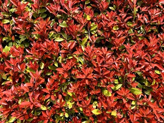 A detailed close-up texture of a Photinia x fraseri Red Robin hedge, featuring a vibrant mix of bright red young leaves and mature green foliage, creating a colorful natural background.