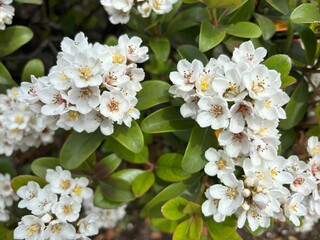 A close-up view of the delicate white flowers and yellow stamens of Rhaphiolepis indica, or Indian hawthorn, blooming amidst dark green leathery leaves in a garden or park setting outdoors.