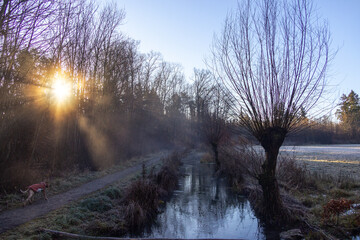 Sunbeams through winter trees with dog walking along frosty forest path beside narrow creek Germany, Augsburg, 10 December 2025