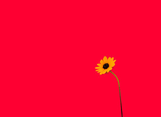 Yellow flower on red background