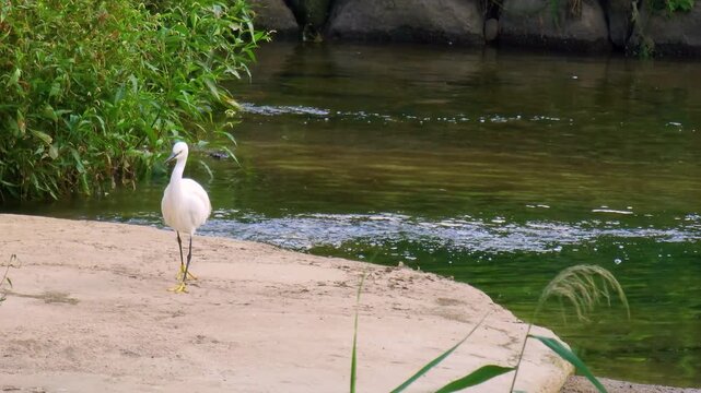Little egret standing on riverrocks