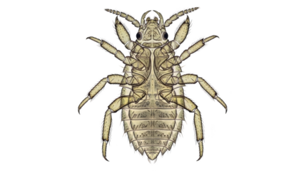 Ventral view illustration of a crab louse with detailed segmented legs and body pediculosis parasite