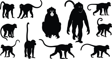 Black monkey silhouette collection featuring various primate poses including walking sitting and standing with long tails for jungle nature wildlife vector design. © Aminul