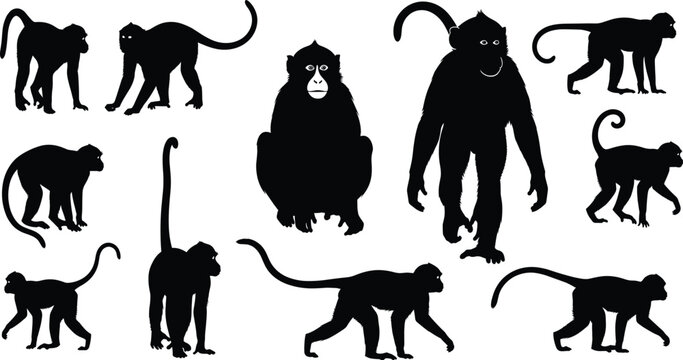 Black monkey silhouette collection featuring various primate poses including walking sitting and standing with long tails for jungle nature wildlife vector design.