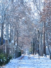 Winter in the park