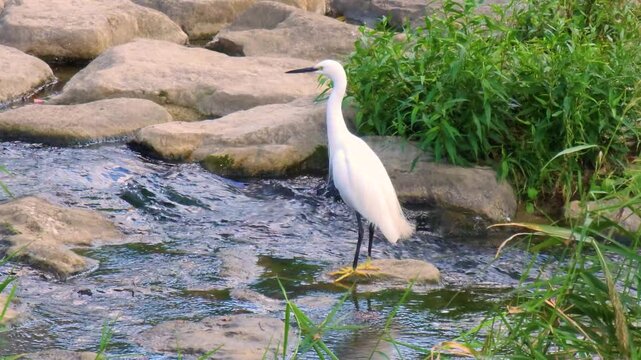 Little egret standing on riverrocks