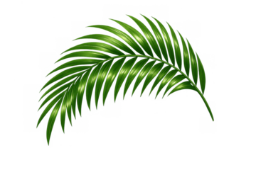 Palm leaf showcasing vibrant green fronds for tropical themes, summer designs, and nature concepts. Isolated with a transparent background