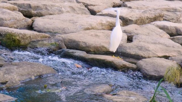 Little egret standing on riverrocks