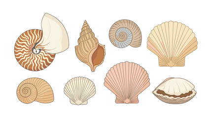 A diverse assortment of natural seashells in various shapes and sizes, showcasing the beauty and variety of marine life.