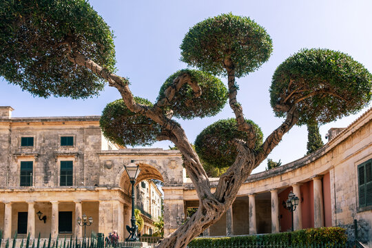 Palace of St. Michael and St. George in Corfu, Greece, and a sculpted tree. Neoclassical architecture and Mediterranean charm