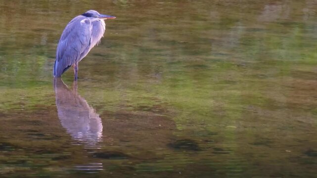 Grey heron reflected in the water​