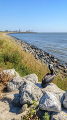 Brown Pelican Resting on Rocks Near Shoreline