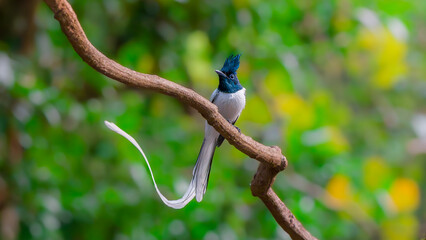 Paradise Flycatcher