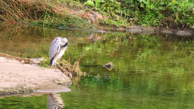 Grey heron reflected in the water​