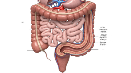 Human Digestive System Cross Section Showing Intestines And Colon Anatomy png isolated transparent background