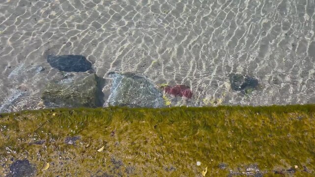 Algae Shoreline: A high-angle view of clear water rippling over rocks next to a shoreline covered in thick, yellow-green algae.