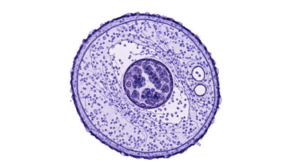 Microscopic view of a mammalian oocyte with surrounding cells and structures png isolated...