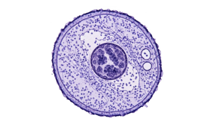Microscopic view of a mammalian oocyte with surrounding cells and structures png isolated transparent background