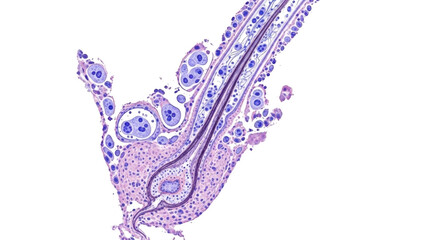 Microscopic view of hair follicle cross section with sebaceous gland and cells png isolated transparent background