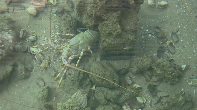 A spiny lobster camouflaged among rocks and shells on a sandy seabed. Its long antennae and patterned legs are visible as it maneuvers through its natural underwater habitat.