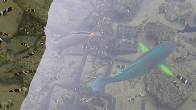 Aerial-style view of colorful tropical reef fish swimming over a rocky, shallow seabed, featuring large parrotfish and schools of striped fish in clear water.