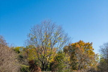 Obraz premium 青空に映える紅葉した木々 秋の終わりの森の景色