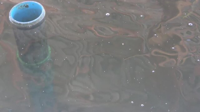 Close-up of a sailfin snapper (Symphorichthys spilurus), also known as the blue-lined sea bream, swimming just beneath the surface of murky water.
