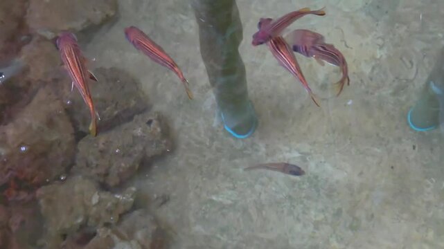 A group of squirrelfish swimming in a shallow, clear-water tank or marine enclosure.