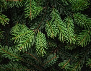 Dark Green Pine Tree Branch Texture for Christmas and Winter Holiday Background