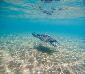 Naklejka premium Sea Turtles Swimming Underwater – Loggerhead (Caretta Caretta) and Green Turtle