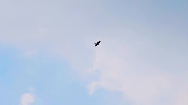 Soaring raptor silhouette in blue sky