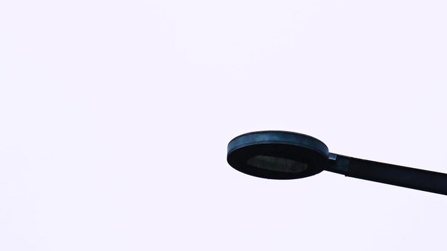 Solitary crow perched on streetlight