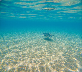 Fototapeta premium Sea Turtles Swimming Underwater – Loggerhead (Caretta Caretta) and Green Turtle