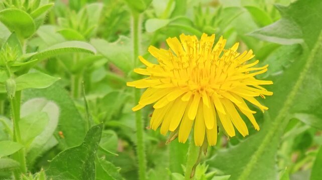 Bright yellow dandelion in greenfield