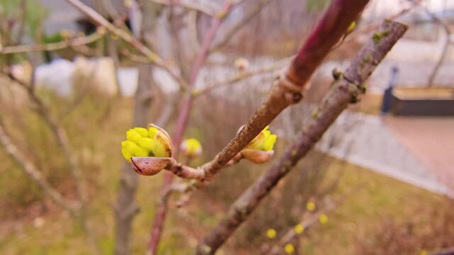 early spring yellow flower buds