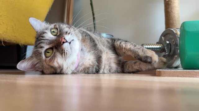 A tabby cat is relaxing while lying on the floor.
