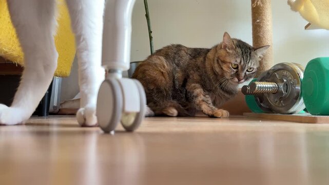A tabby cat is relaxing while lying on the floor.