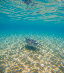 Obraz premium Sea Turtles Swimming Underwater – Loggerhead (Caretta Caretta) and Green Turtle