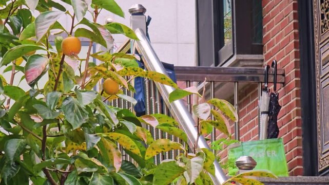 Urban persimmon tree with ripe fruit
